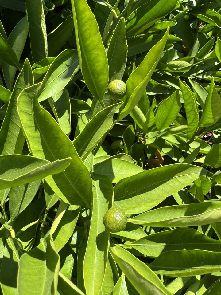 Owari Satsuma Mandarin Cuttings – 6 Unrooted Citrus Reticulata Cuttings for Rooting or Grafting, Citrus Tree