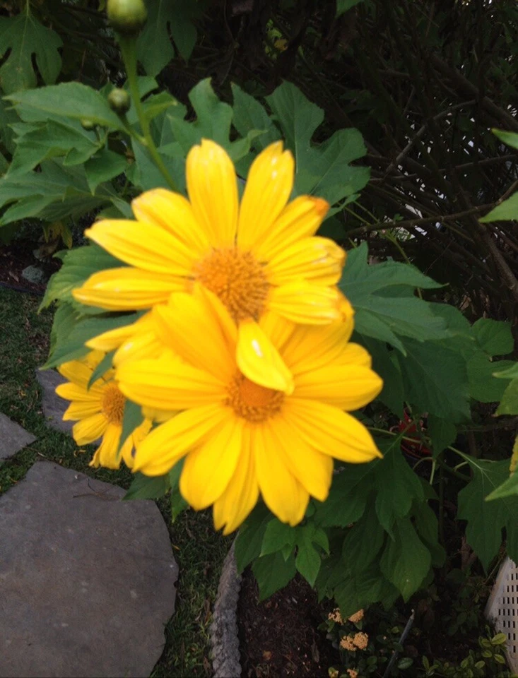 Mexican Sunflower Cuttings – 12 Tithonia Diversifolia Unrooted Perennial Cuttings for Planting