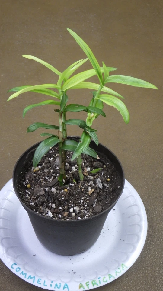 Commelina Africana Cuttings – Yellow Spiderwort House Plant Cuttings, Live Trailing Plant for Indoor Growing