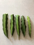 Red Dragon Fruit Cuttings – 5 Fresh Pink Skin Hylocereus Cuttings, Unrooted Cactus for Planting