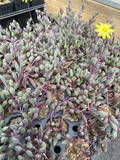 Ruby Necklace Succulent Live Plant Plug Othonna Capensis Trailing Houseplant