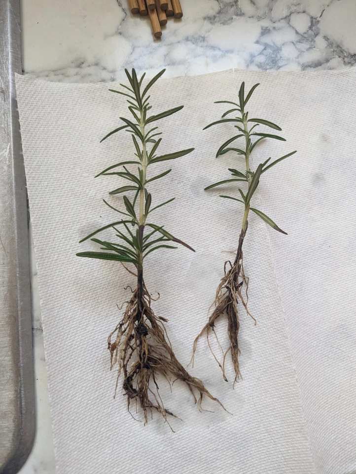 Rosemary Cuttings Live Plants – Salvia rosmarinus, 2 Rooted Bare Root Cuttings 5–8 Inches Long