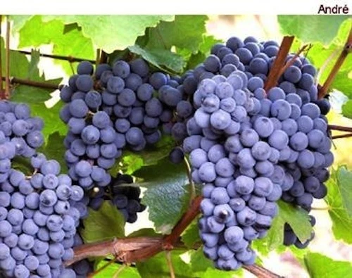 Hardy Blue Grape Cuttings Andre – 10 Dormant Cuttings, Cold Climate Grape Vine, Suitable for USA Canada Scandinavia