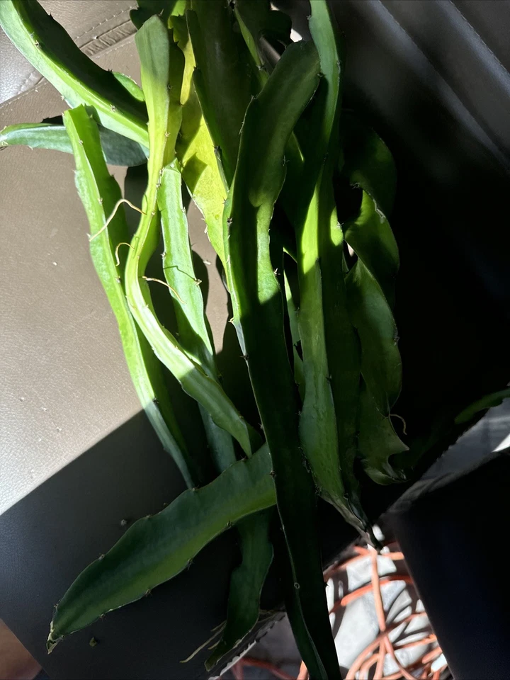 Dragon Fruit Cuttings for Planting – 6 Unrooted Pitaya Cactus Cuttings 8–14 Inches