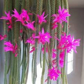 Rat Tail Cactus Cuttings Aporocactus Flagelliformis 4 Pack Unrooted Trailing Cactus for Propagation