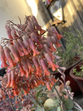 Kalanchoe Marnieriana Cuttings 6 Pieces Unrooted Succulent Cuttings for Indoor or Outdoor Containers