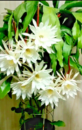 Night Blooming Cereus Cuttings Live, Epiphyllum Oxypetalum Cactus Orchid 2 Cuttings 8 to 10 Inch