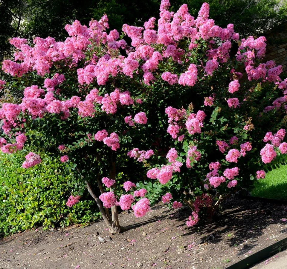 Crape Myrtle Cuttings – 7 Fresh Crepe Myrtle Stems for Rooting – Fast-Growing Landscape Starter