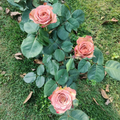 Cappuccino Rose Cuttings Live, 3 Unrooted Rose Cuttings for Rooting or Grafting
