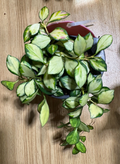 Hoya Heuschkeliana Inner Variegated Cutting – Live Unrooted Hoya 2 Node Cutting for Indoor Propagation