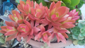 Campfire Succulent Cuttings – 3 Crassula capitella ‘Campfire’ Live Succulent Cuttings for Propagation