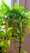 Neon Lemon Lime Pothos Cuttings – 6 Live Unrooted Epipremnum Aureum Cuttings for Indoor Houseplant Propagation