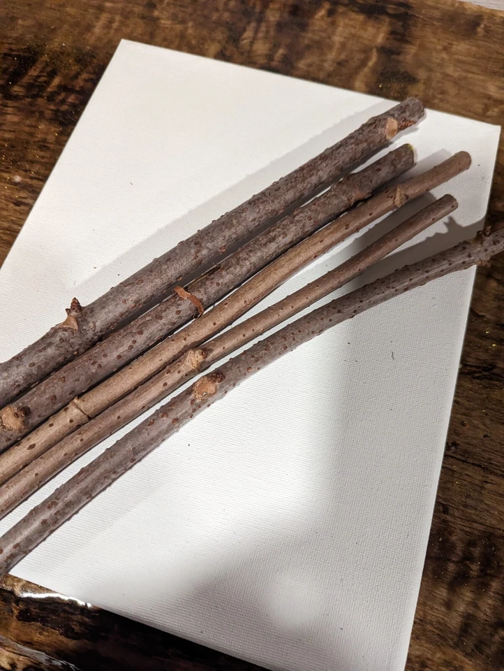 Elderberry Cuttings for Planting – 5 Fresh Stems, Sambucus Berry Bush for Garden Growing