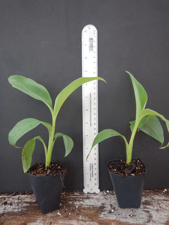 Bordelon Musa Banana Tree Starter Plant – Small Rooted Tropical Banana Plant for Garden or Container Growing