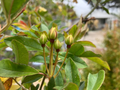 Yellow Lady Banks Rose Cuttings for Planting – 4 Thornless Climbing Stems, Rosa Banksiae Lutea