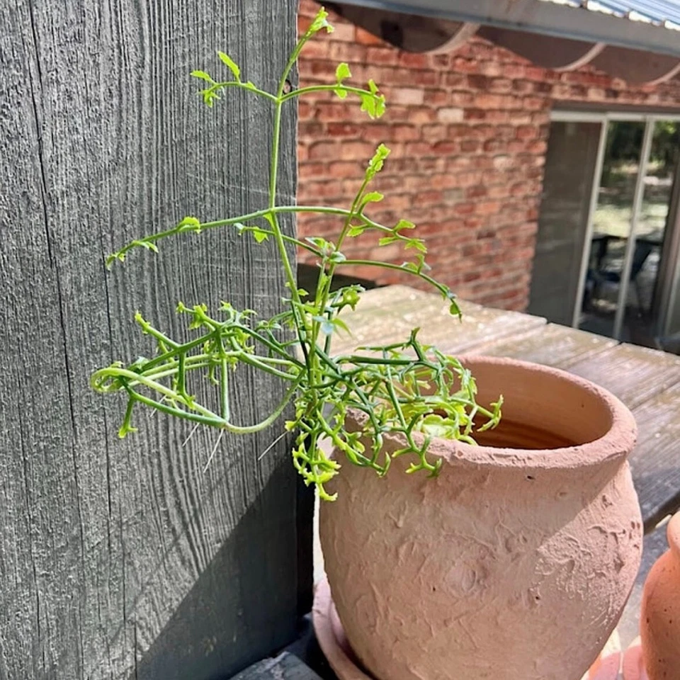 Kalanchoe schizophylla Cutting – 12" Unrooted Vining Succulent Stem for Propagation