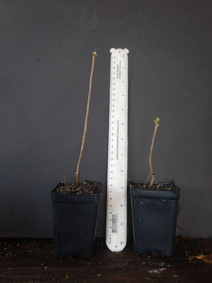 Klondyke Azalea Starter Plant – Rhododendron Live Rooted Small Plant, Deciduous Azalea for Garden or Container