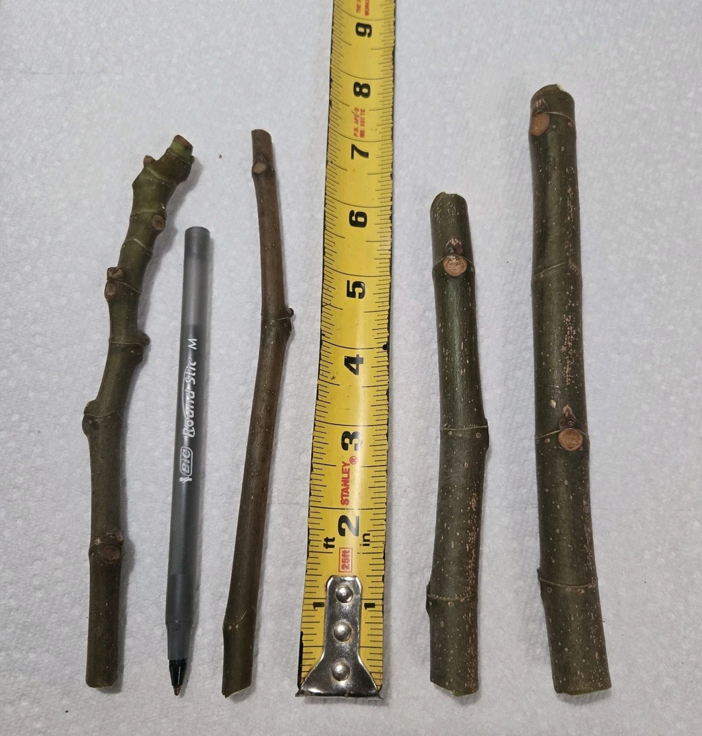 Brown Turkey Fig Cuttings Ficus carica, Cold Hardy Fruit Tree Cuttings, Set of 4 Unrooted Cuttings for Planting
