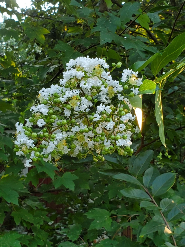 White Crape Myrtle Cuttings – 10 Fresh Lagerstroemia indica Unrooted Cuttings South Carolina Grown