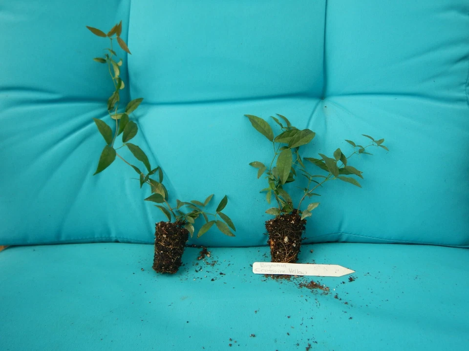 Yellow Crossvine Bignonia Capreolata Live Rooted Starter Climbing Vine Plant