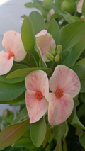 Yogurt Orchid Crown of Thorns Cutting – Euphorbia Milii Live Plant Cutting for Rooting and Planting