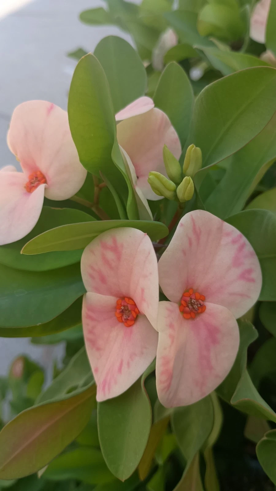 Yogurt Orchid Crown of Thorns Cutting – Euphorbia Milii Live Plant Cutting for Rooting and Planting