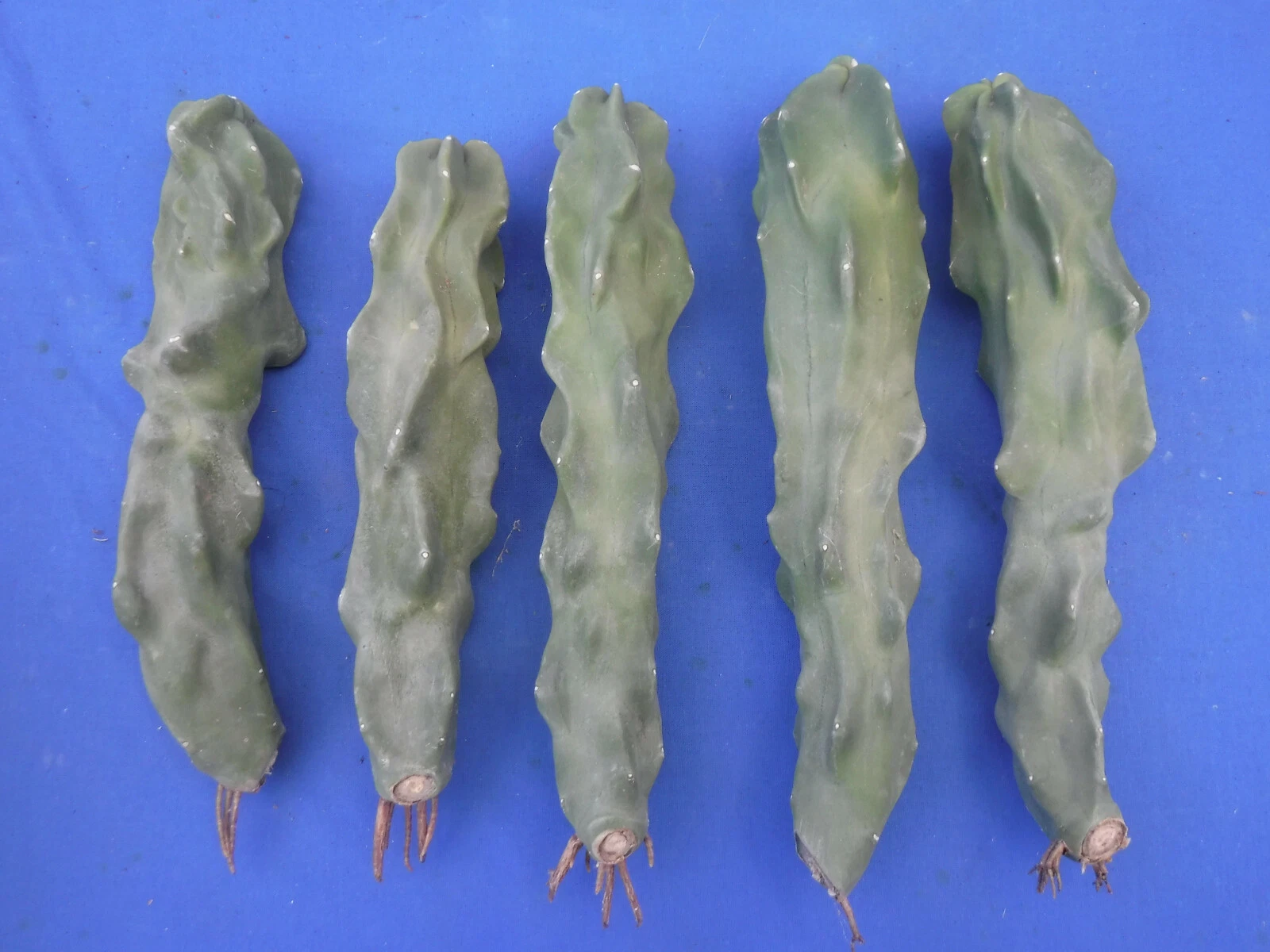 Totem Pole Cactus Unrooted Cutting 8–10 Inch – Lophocereus schottii Thin Version Ornamental Cactus