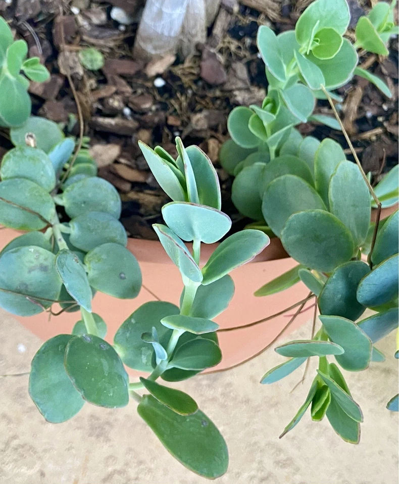 Lavender Scallops Kalanchoe Plants – 3 Rooted Kalanchoe Fedtschenkoi Succulent Cuttings, 6 Inch Plus Live Plants