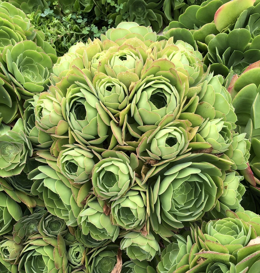 Rose Aeonium Cuttings – 2 Large Red-Tipped Succulent Heads, 6–8 Inch Wide for Rooting and Propagation
