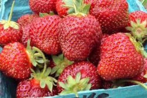 Honeoye Strawberry Plants - Lot of 10 - Junebearing - Fragaria ananassa 'Honeoye' - Disease Resistant, Self-Pollinating, Fast Growth