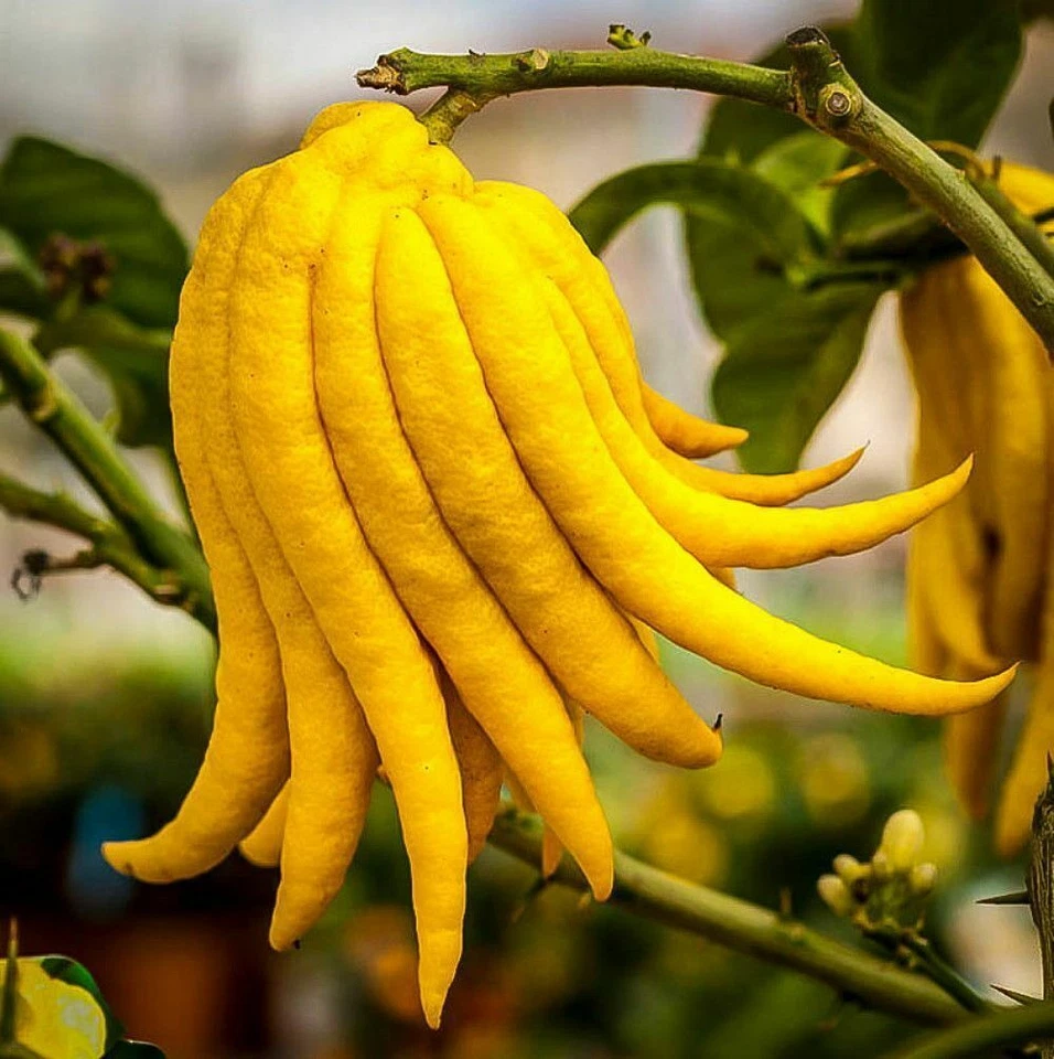 Buddhas Hand Fingered Citron Tree Live Plant – 12–15 Inch Tall Citrus medica, 5 Inch Potted Tree