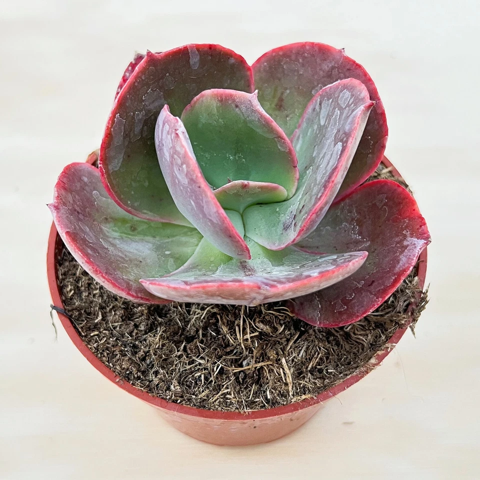 Echeveria Big Red Succulent – Live Rooted Plant – 4 Inch Potted Rosette Houseplant