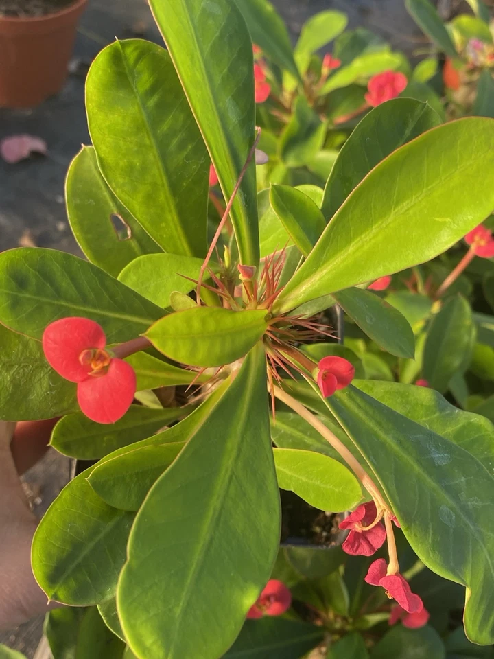 Euphorbia Milii Crown of Thorns – Red Flowering Succulent Cactus Plant – Live Starter Plant