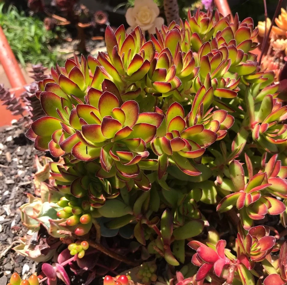Crassula rubricaulis ‘Butterfly Bush’ – Live 2" Succulent Plant, Compact Red-Edged Leaves for Pots & Garden Displays