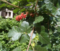 Fragrant Lemon Sumac Cuttings – 10 Rhus aromatica Stems, Easy-Rooting Native Shrub for Landscaping, Wildlife, and Permaculture