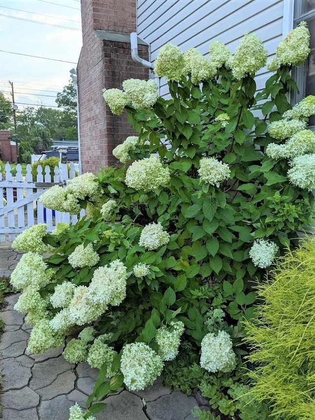 Limelight Hardy Hydrangea Cuttings for Planting – 10 Unrooted Hydrangea paniculata Stems 8–10 Inches