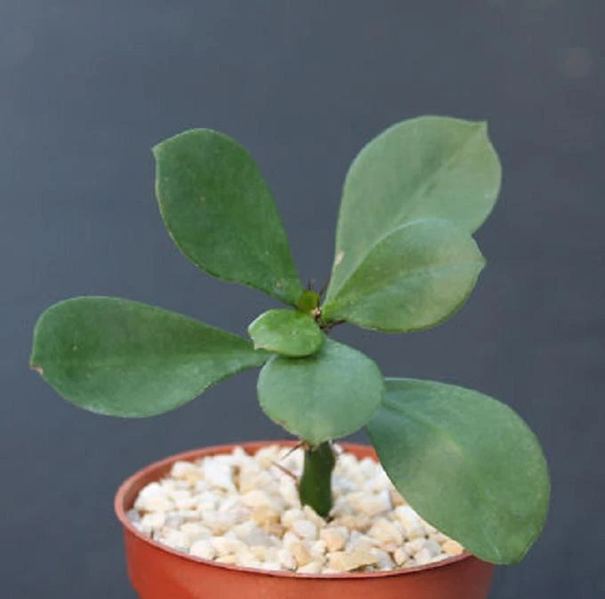 Pereskia Sacharosa Cactus – Rare 4 Inch Succulent Plant with Upright Thorned Growth