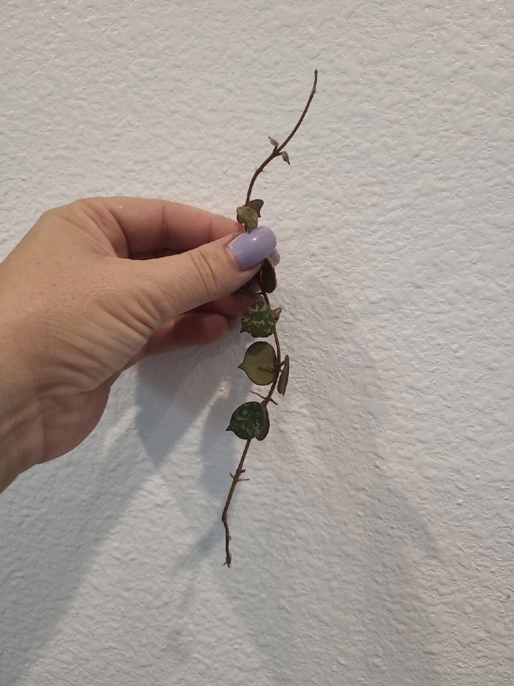 Hoya Curtisii Cutting – 6 Inch Fresh Wax Plant Cutting for Propagation, Trailing Tropical Houseplant