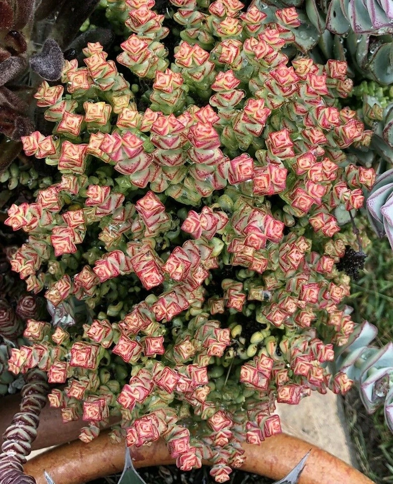Crassula Tom Thumb Cuttings – 2 Live Succulent Cuttings 3–4 Inch Length, Compact Mini Jade Plant