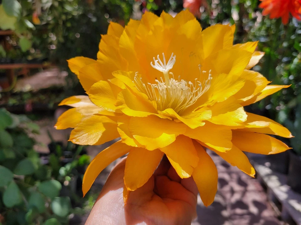 Epiphyllum Yellow Tang Unrooted Cuttings – 8–10 Inch Orchid Cactus Segments, Night Blooming Cactus for Planting