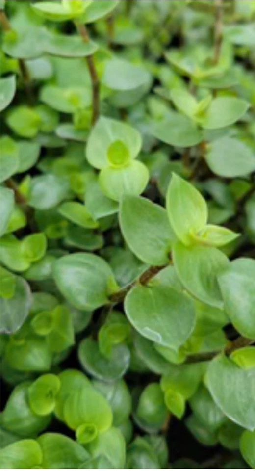 Dwarf Bolivian Wandering Jew Cuttings – 50 Fresh Unrooted Tradescantia Repens Cuttings for Propagation