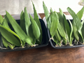 Queen of the Night Cactus Cutting – Epiphyllum oxypetalum Unrooted Leaf Cactus 4–12 Inch Live Cutting