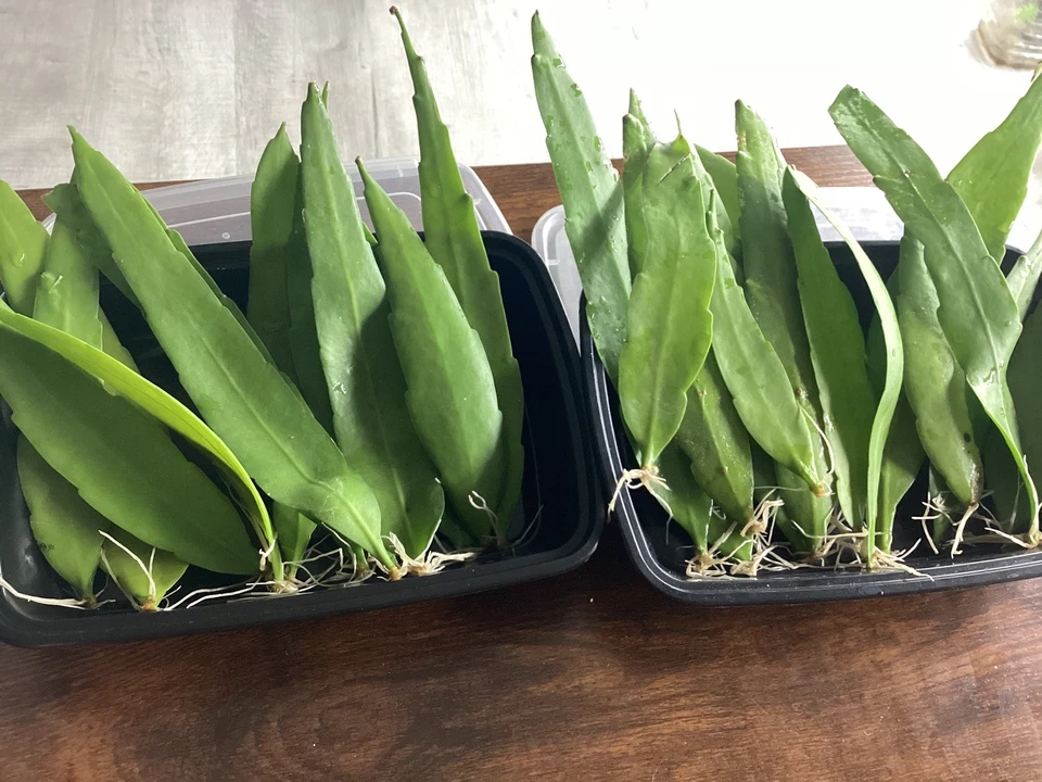 Queen of the Night Cactus Cutting – Epiphyllum oxypetalum Unrooted Leaf Cactus 4–12 Inch Live Cutting