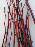 Maine Organic Blackberry Plant Cuttings – 15 Two Year Old Bramble Canes Cold Hardy Fruit Vine