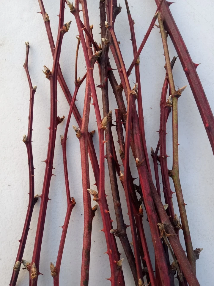 Maine Organic Blackberry Plant Cuttings – 15 Two Year Old Bramble Canes Cold Hardy Fruit Vine