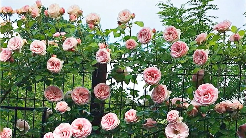 Tantau Highgarden Rose Cuttings – 3 Fresh Rose Cuttings for Rooting or Grafting, Garden Shrub Rose