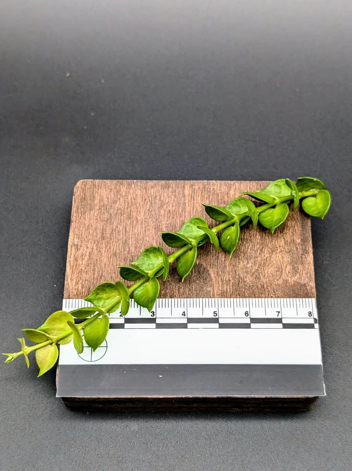 Dischidia ruscifolia Cutting – Million Hearts Plant, One Unrooted Vine Cutting for Propagation
