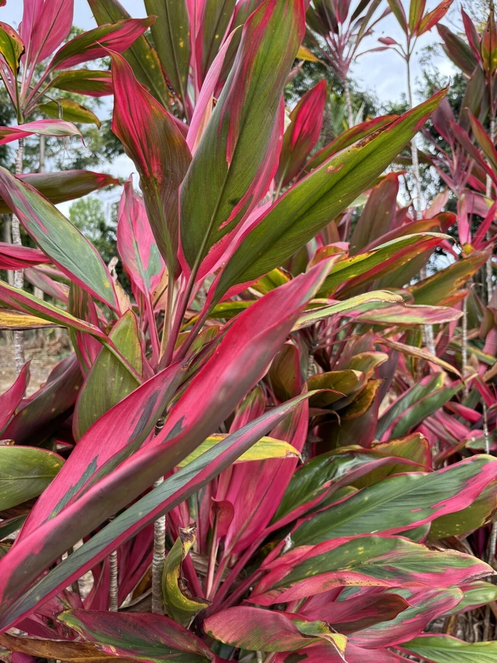 Hawaiian Ti Leaf Cuttings Bulk Lot, 25 Cordyline fruticosa Starter Logs 6 Inch