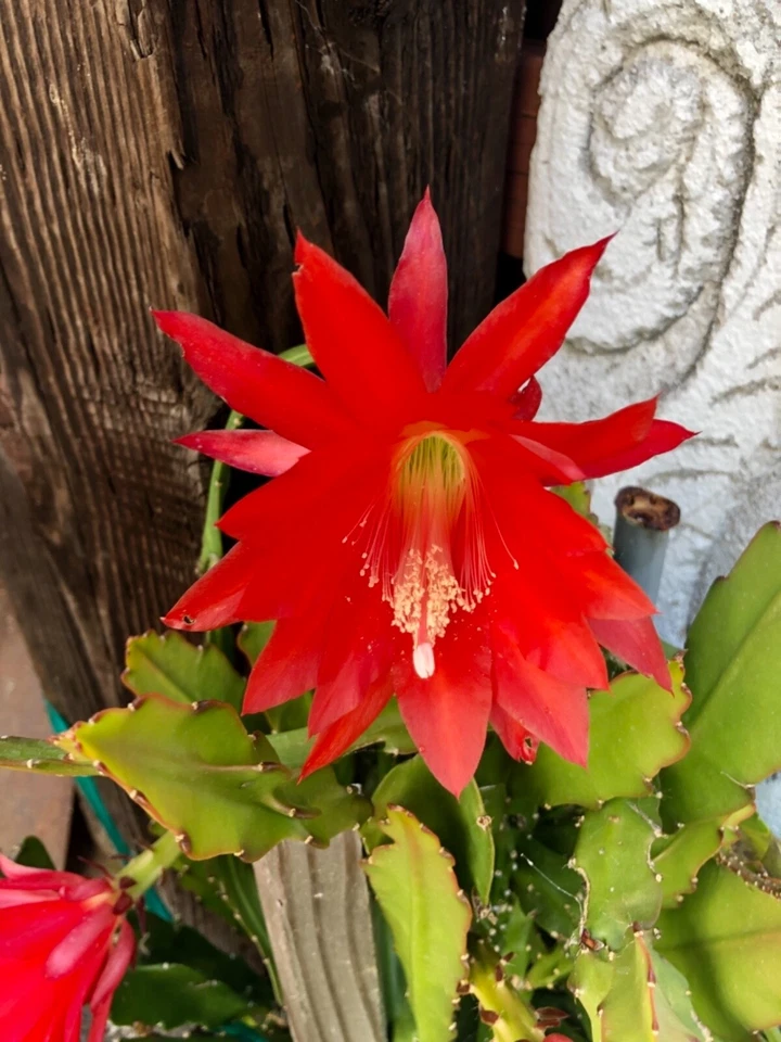 Red Epiphyllum ackermannii Orchid Cactus Cuttings for Planting – 3 Unrooted Stems 5–8 Inches