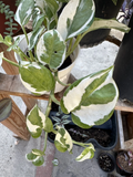 Pothos N’Joy Cuttings for Planting – 3 Live Unrooted Stems, Epipremnum Aureum Devil’s Ivy